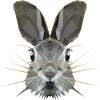 Hare