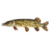 Hecht Fisch