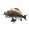 Spiegelkarpfenfischen-Design Realistischer Karpfen