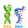 DNA RNA still single