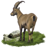 Capricorn