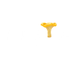 Chanterelles Mushrooms Mushroom Picker