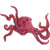 Octopus 3