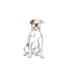 American Bulldog