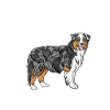 Australian Shepherd Aussie