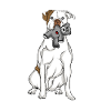 American Bulldog