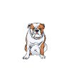 English Bulldog