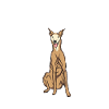 Windhund Galgo Espanol