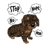 Rough-haired dachshund