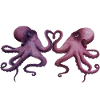 Octopuses in love Valentine's Day