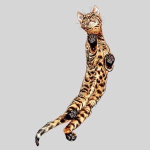 Katze