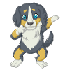 Dabbing Bernese Mountain