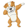 Dabbing Bouledogue anglais