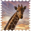 Giraffe at sunset