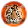 Tieger