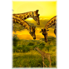 Giraffe in Kenya