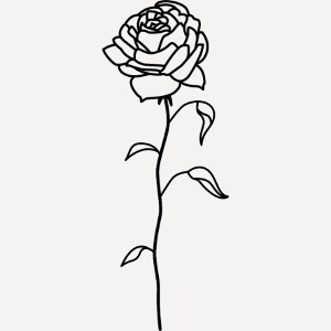 Rose | Rose | Illustration | Tattoo