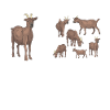 Goat, goats, goat lovers