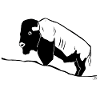 Bison