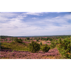Wunderschöne Heidelandschaft