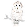 Barn owl