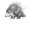 Porcupine