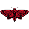 Moth