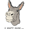 donkey the clever stubborn zoo animal