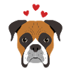 Boxer Liebe