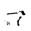 meine Mädels, Kühe Stall