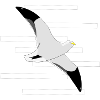 Fly-on seagull