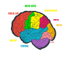 Diagram Brain Neurology Science