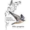 Wanderfalke