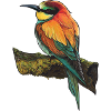 Vogel