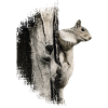 Eichhörnchen