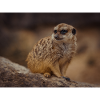 Erdmännchen