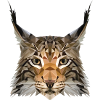 Lynx ears