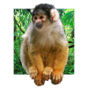 Skull monkey squirrel monkey