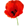 Corn poppy