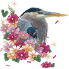 Blue Heron
