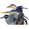 Herons