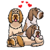 Spinone Italiano Dog