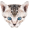 Polygonkatze, Hauskatze, blaue Augen