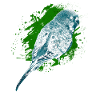 Budgerigar