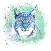 wildkatze,luchs,blau,graffiti,malerei,katze