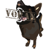 German shepherd IGP ahead