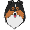 Sheltie black trio