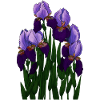 Irysy - Irises