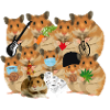 Hamster gang Hamsters Many
