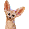 Fennec
